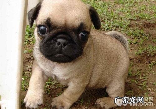 什么缘故会造成 狗狗拉肚子?