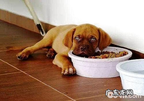 什么缘故会造成 狗狗拉肚子?