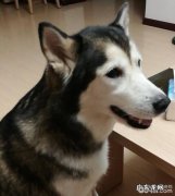 小狗常规体检项目都有哪些，小狗常规体检攻略大全