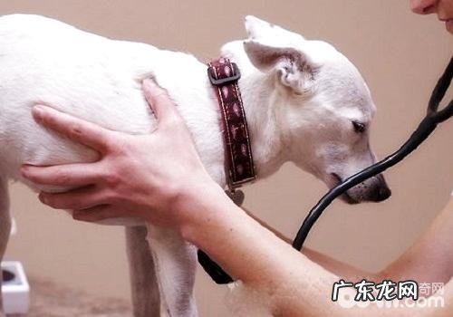 小狗常规体检项目都有哪些，小狗常规体检攻略大全