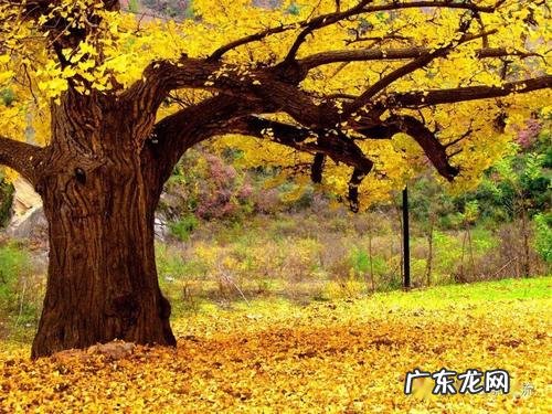 中国最大的银杏树在哪里排名 中国最大的银杏树在哪里