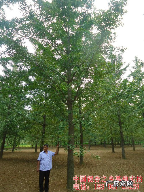 中国最大的银杏树在哪里排名 中国最大的银杏树在哪里