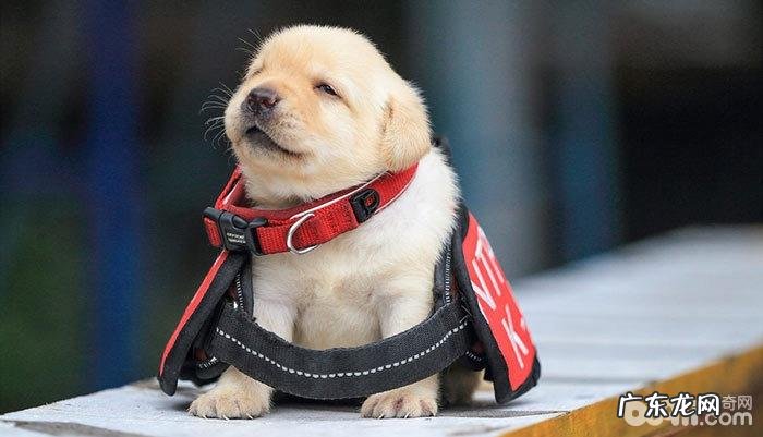 怎样照料得病的幼狗?照料得病幼狗的方式