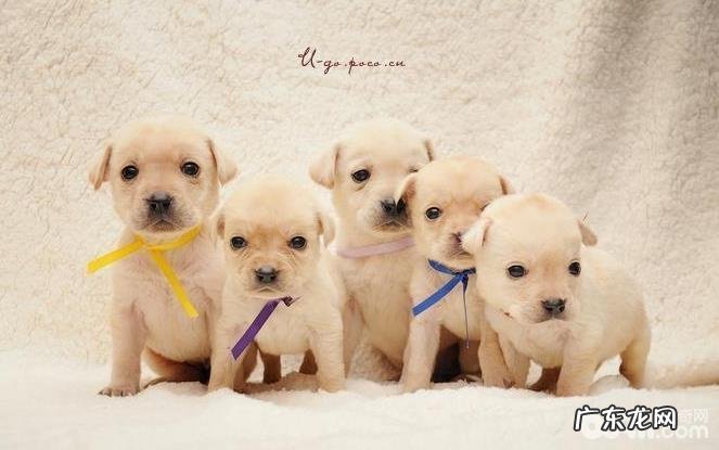 怎样照料得病的幼狗?照料得病幼狗的方式