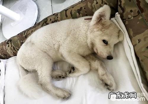 造成 小狗忽然拉稀的原因,小狗突然拉稀是什么原因?