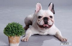 造成 小狗忽然拉稀的原因，小狗突然拉稀是什么原因？