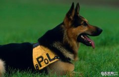 狼狗发烧感冒的保养方法，狼狗发烧感冒怎样保养？