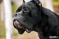 卡斯罗被抓破的处理方法，卡斯罗被抓破该怎么办？