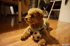 小泰迪腹泻的缘故，小泰迪腹泻该怎么办？