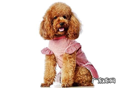 小泰迪腹泻的缘故,小泰迪腹泻该怎么办?