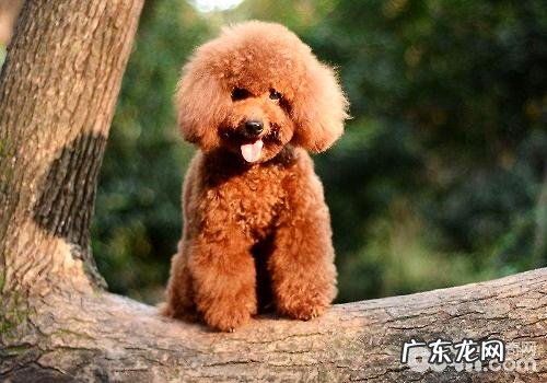 小泰迪腹泻的缘故,小泰迪腹泻该怎么办?