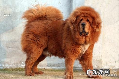 藏獒反胃如何处理 藏獒呕吐怎么办