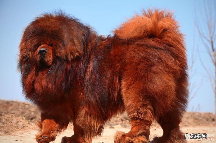 藏獒反胃如何处理 藏獒呕吐怎么办