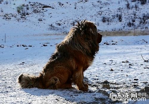 藏獒反胃如何处理 藏獒呕吐怎么办