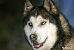 狗狗细小怎么治疗？狗狗细小医治全过程