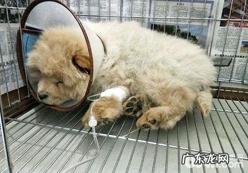 狗狗细小怎么治疗?狗狗细小医治全过程