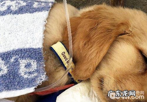 狗狗细小怎么治疗?狗狗细小医治全过程