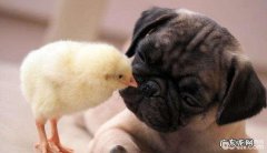 狗尿结石是什么，狗尿道结石的治疗方法