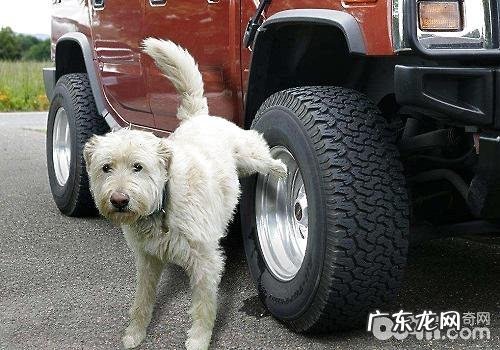 狗尿结石是什么，狗尿道结石的治疗方法