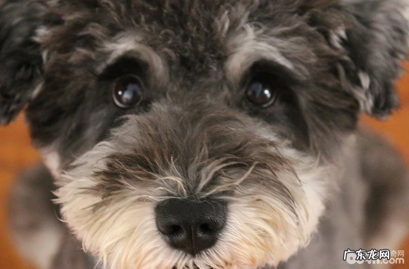 狗尿结石是什么，狗尿道结石的治疗方法