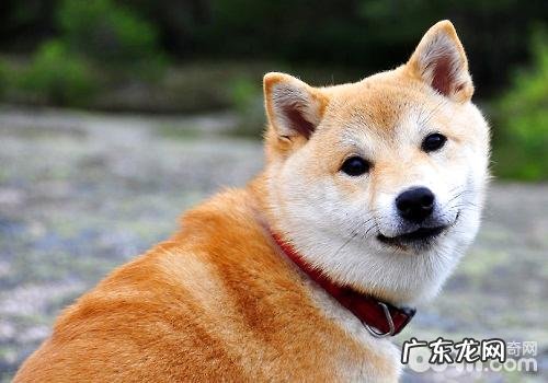 柴犬流泪的缘故 柴犬落泪该怎么办