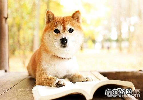 柴犬流泪的缘故 柴犬落泪该怎么办