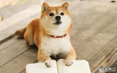 柴犬流泪的缘故 柴犬落泪该怎么办