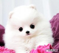 博美狗狗繁殖与繁育的事项