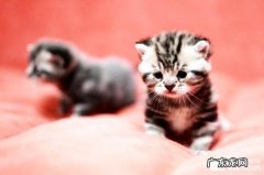 茶杯猫图片，杯子猫好养吗