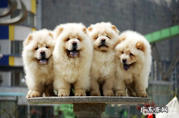 松狮狗的繁育关键点