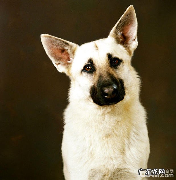 德国牧羊犬繁殖的年纪与時间