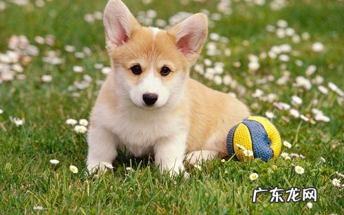 狗狗上火滴什么眼药水