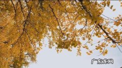 秋天银杏文案 银杏黄叶文案