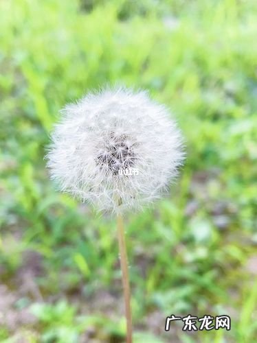 跟蒲公英很像的植物有哪些