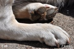 什么是小狗的趾间炎？