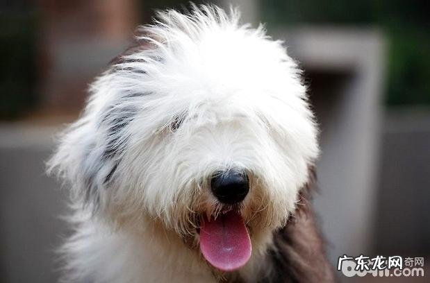 古代牧羊犬的繁育