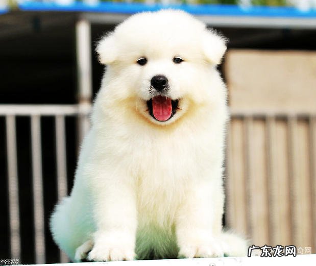 萨摩耶犬怎样繁育