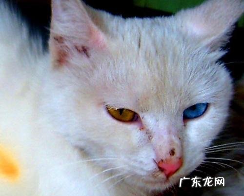 蓝眼睛是什么生肖 蓝眼睛指的是什么