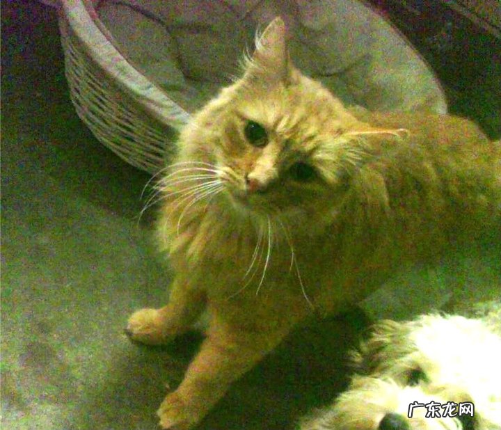 减肥期间需要补充蛋白粉吗