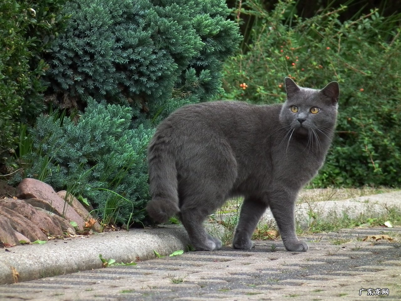 只喝蛋白质粉可以减肥吗？