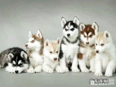 阿拉斯加犬的繁育全过程