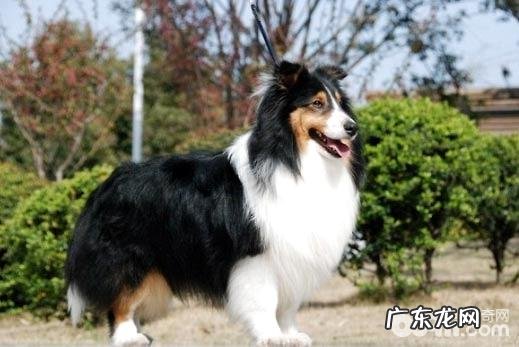 小狗蹭臀部是怎么回事