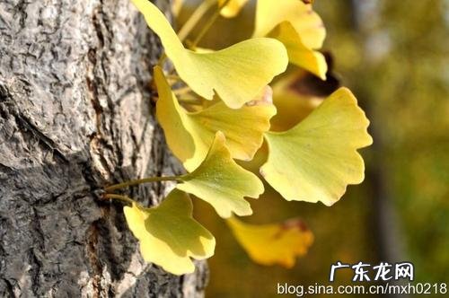 赞美银杏的诗(唯美 赞美银杏的诗)