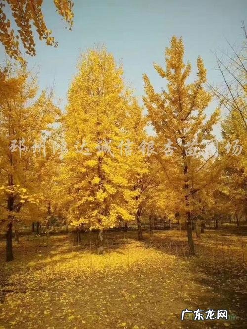 请问银杏树长什么样子 银杏树长什么样子有什么特点