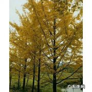 请问银杏树长什么样子 银杏树长什么样子有什么特点