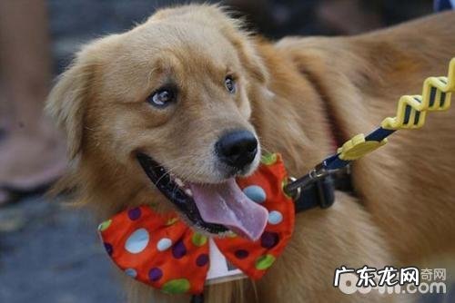 小狗贫血的原因有什么 小狗缺铁性贫血如何治疗