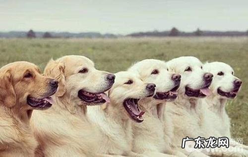 小狗贫血的原因有什么 小狗缺铁性贫血如何治疗