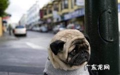 小狗贫血的原因有什么 小狗缺铁性贫血如何治疗