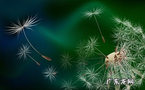 用一个词赞美蒲公英 赞美蒲公英的古诗词