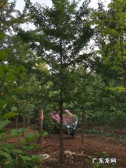 银杏树育苗方法 银杏树栽种